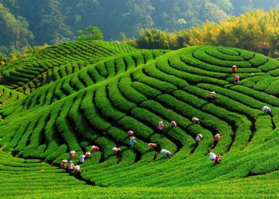 trà thái nguyên thượng hạng