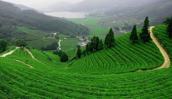 trà thái nguyên thượng hạng