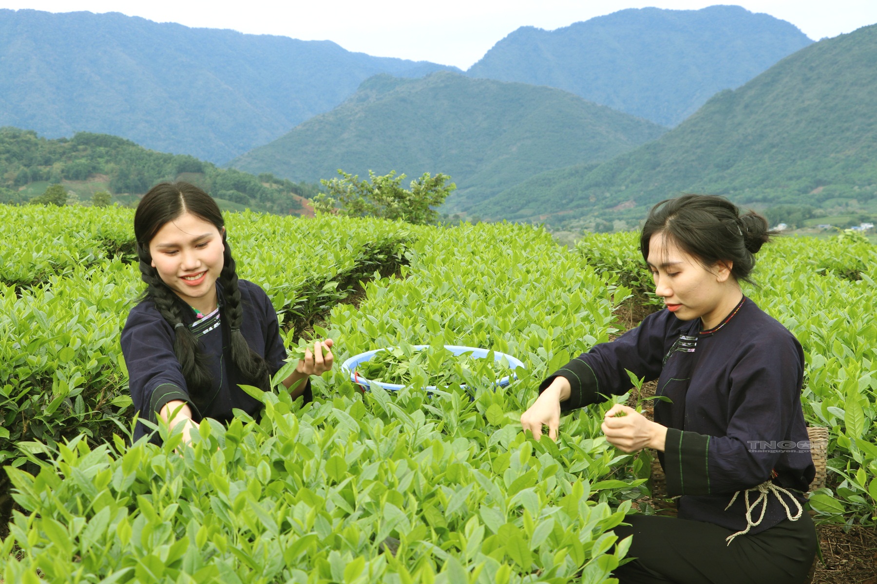 trà Thái Nguyên ngon
