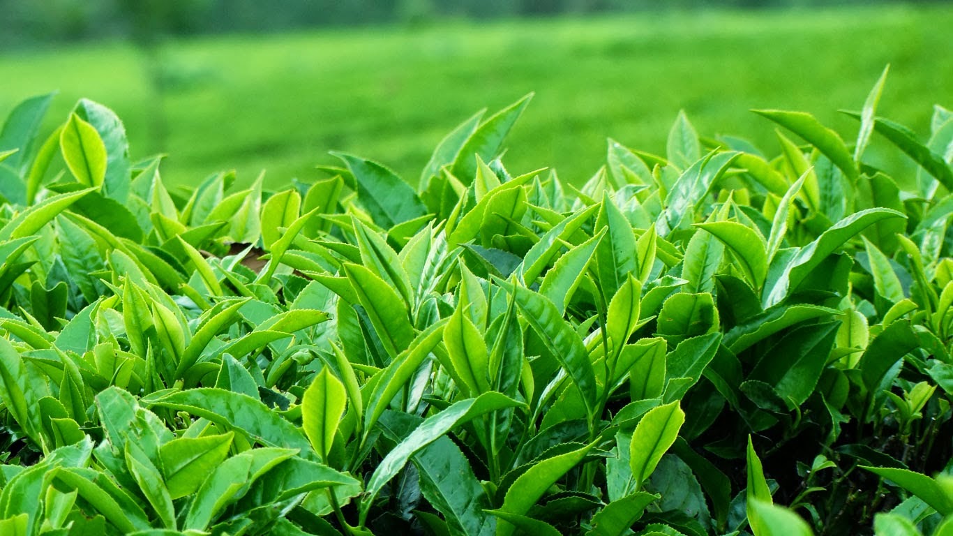 Trà ướp sen