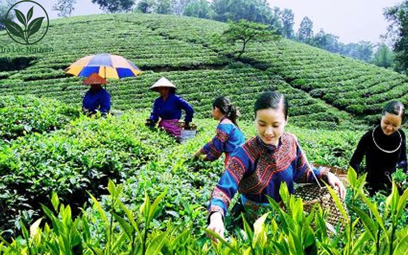 giá chè tôm nõn thái nguyên phụ thuộc vào quy trinh hái tay