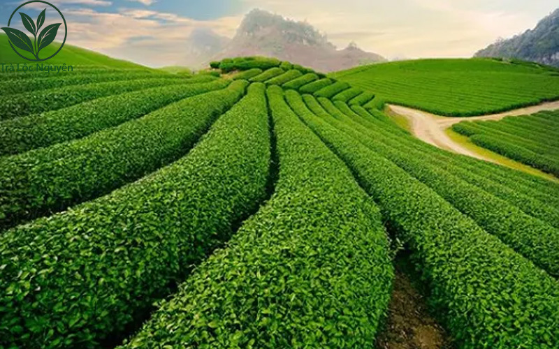Vùng đất trà Thái Nguyên loại nào ngon nhất