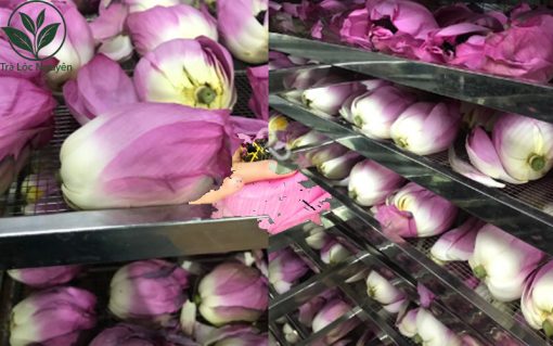 Bước 5 trong cách ướp chè sen chuẩn vị