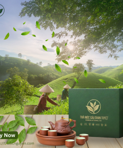 Trà Shan Tuyết cổ thụ